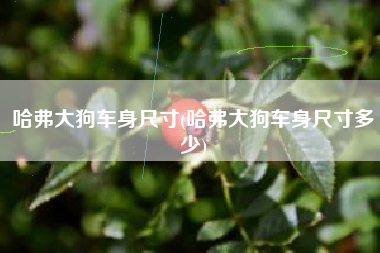 哈弗大狗车身尺寸(哈弗大狗车身尺寸多少)