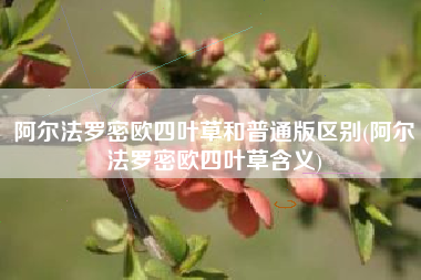 阿尔法罗密欧四叶草和普通版区别(阿尔法罗密欧四叶草含义)